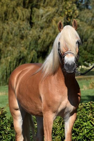 ** SUPER LIEVE &MOOIE 4 JARIGE HAFLINGER MERRIE ** beschikbaar voor biedingen