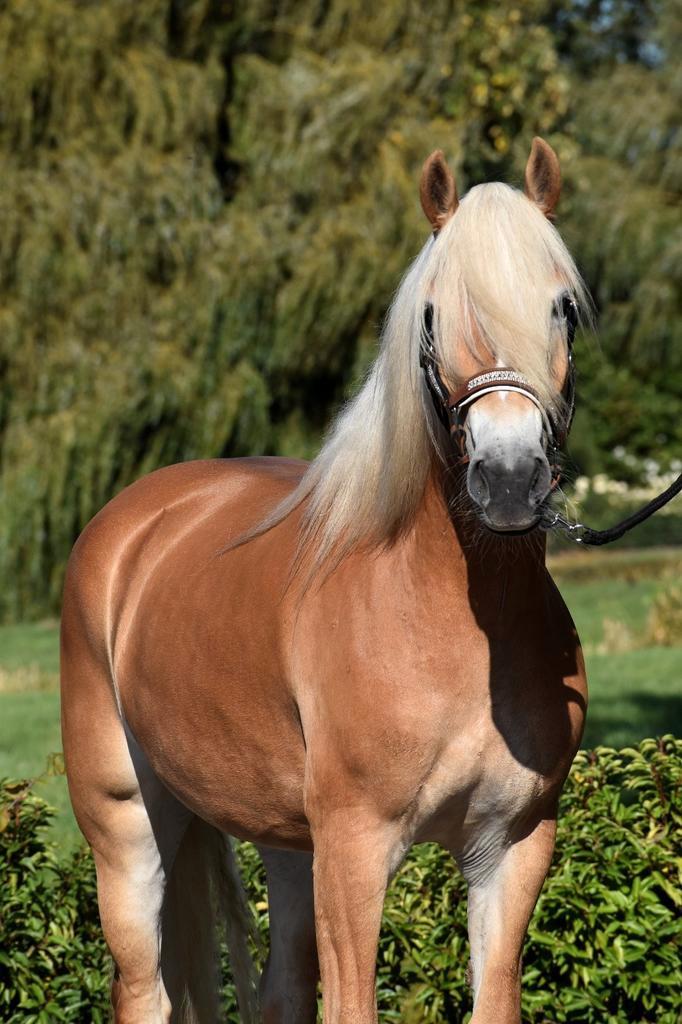** SUPER LIEVE &MOOIE 4 JARIGE HAFLINGER MERRIE **, Dieren en Toebehoren, Pony's, Merrie, Zadelmak, Ontwormd