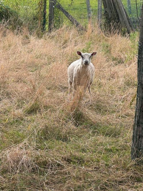 Weide gezocht, Tuin en Terras, Bosmaaiers, Ophalen of Verzenden