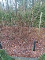 Rode aalbes, Tuin en Terras, Ophalen