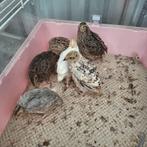 Japanse jumbo kwartels, Dieren en Toebehoren, Meerdere dieren, Overige soorten