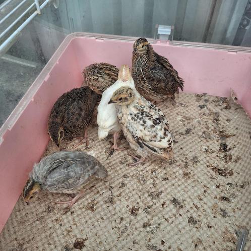 Japanse jumbo kwartels, Dieren en Toebehoren, Pluimvee, Overige soorten, Meerdere dieren