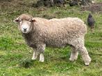 Ram 3 jaar, Dieren en Toebehoren, Mannelijk, Schaap, 3 tot 5 jaar