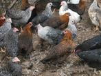 Legkippen in speciale kleuren, Dieren en Toebehoren, Pluimvee, Vrouwelijk, Kip