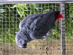 Natuurbroed grijze roodstaart, Dieren en Toebehoren, Vogels | Parkieten en Papegaaien