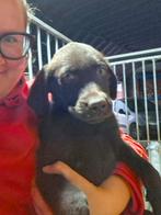 Labrador pups te koop, Dieren en Toebehoren, België, Fokker | Hobbymatig, 8 tot 15 weken, Labrador retriever