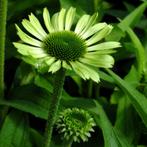 8x echinacea green juwel in pot , bloeien, Tuin en Terras, Planten | Tuinplanten, Ophalen, Vaste plant
