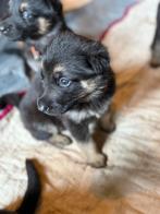 Duitse herder pups, België, CDV (hondenziekte), 8 tot 15 weken, Meerdere