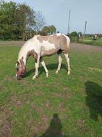 Super knappe, lieve merrie, Dieren en Toebehoren, Merrie