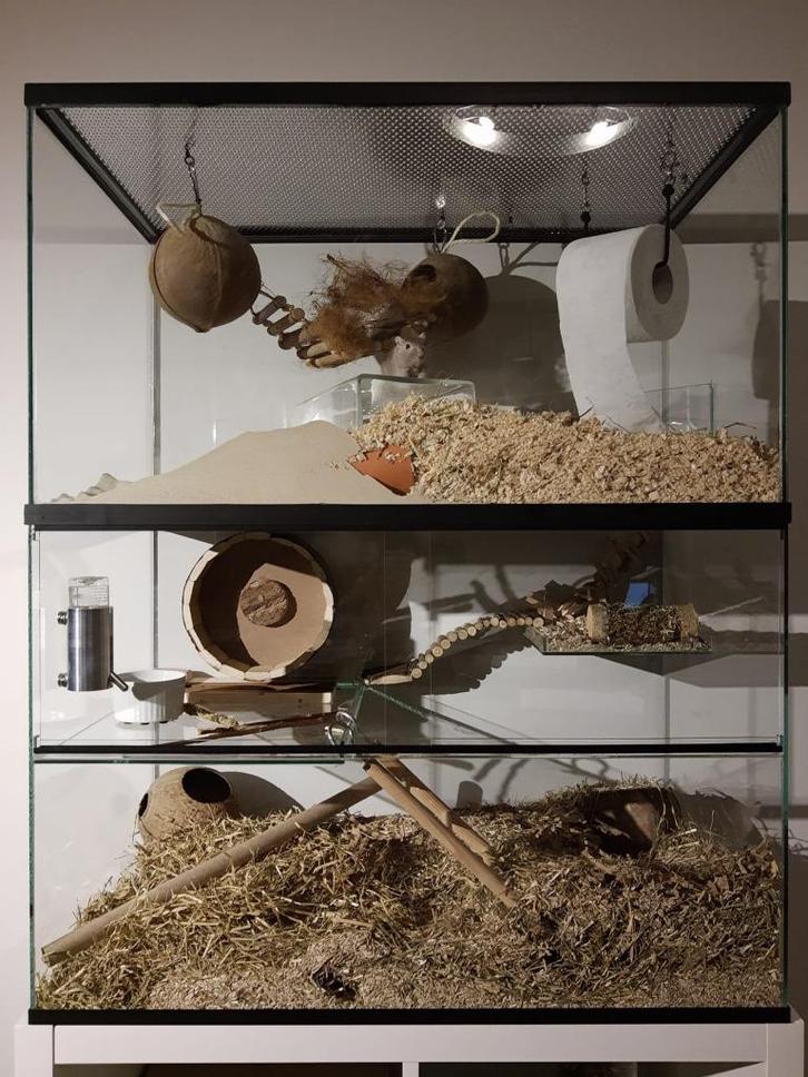 Gerbilarium upgrade 2.0! Opzetstuk gerbilarium 75x40, Dieren en Toebehoren, Knaagdieren en Konijnen | Hokken en Kooien, Nieuw
