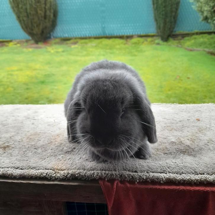 NHD  blauw  vrouwelijk 1 jaar, Animaux & Accessoires, Lapins, Nain, Femelle, 0 à 2 ans, Oreilles tombantes