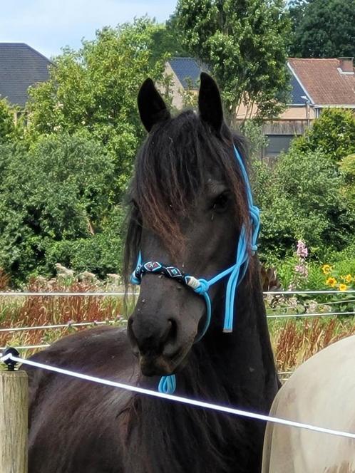 Friese merrie, Dieren en Toebehoren, Paarden, Merrie, Zadelmak