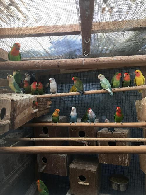 KWEEKRIJPE DWERGPAPEGAAIKES NU 50 EURO/KOPPEL, Dieren en Toebehoren, Vogels | Parkieten en Papegaaien, Dwergpapegaai of Agapornis