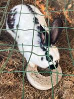 Vlaamse reus, Dieren en Toebehoren, Konijnen