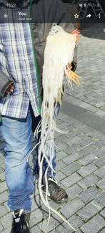 Onagadori, Dieren en Toebehoren, Meerdere dieren, Kip