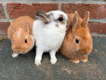 3 kleurdwergen, Plusieurs animaux, Nain, 0 à 2 ans