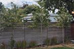4 stuks leiboom (Portugese laurier) 250-270cm hoog, Tuin en Terras, Ophalen, Leiboom