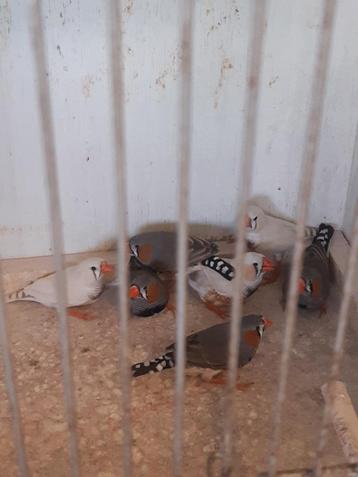 Zebravinken  beschikbaar voor biedingen