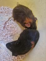 CAVIA, Dieren en Toebehoren, Knaagdieren, Juni, Meerdere dieren, Cavia