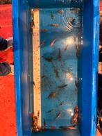 Jonge Europese koi’s, Dieren en Toebehoren