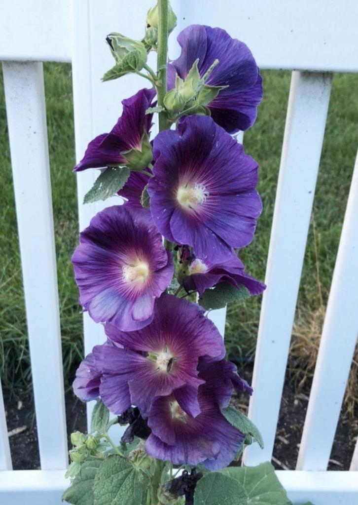 Biologisch Gekweekte Zaden, Tuin en Terras, Bloembollen en Zaden, Ophalen of Verzenden