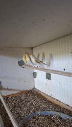 bastaarden, Dieren en Toebehoren, Vogels | Overige Vogels, Mannelijk, Wildzangvogel