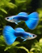 Mannelijke blauwe guppy’s, Animaux & Accessoires, Poissons | Poissons d'aquarium, Poisson, Poisson d'eau douce, Banc de poissons
