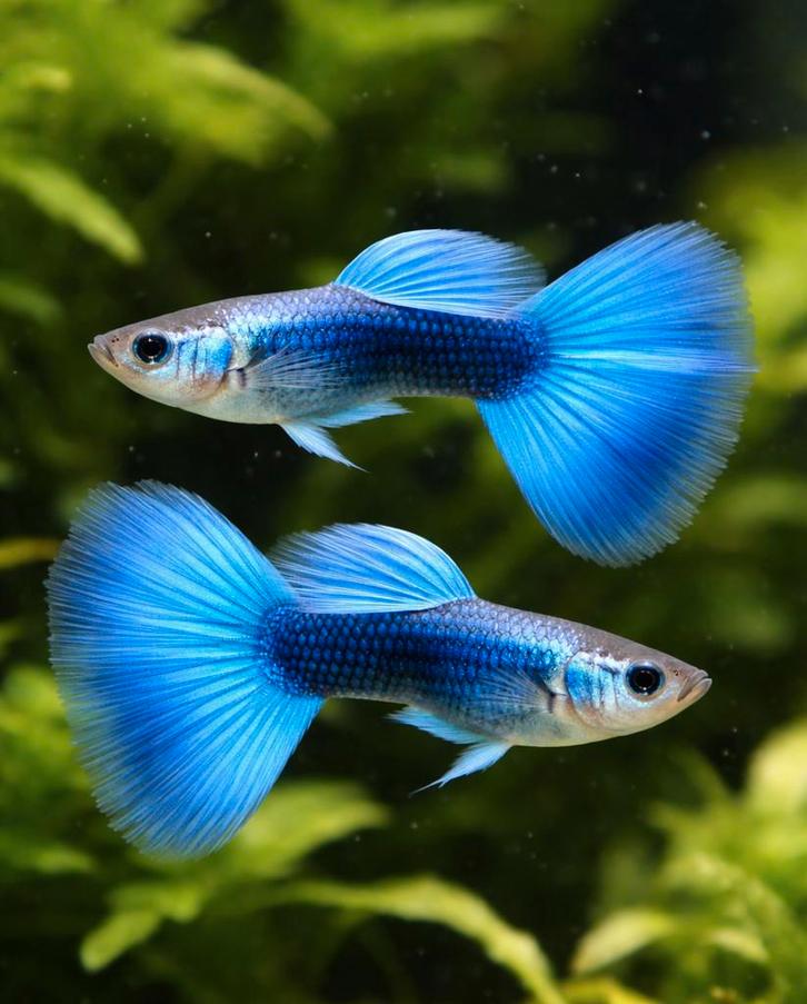 Mannelijke blauwe guppy’s, Animaux & Accessoires, Poissons | Poissons d'aquarium, Poisson d'eau douce, Poisson, Banc de poissons