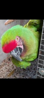 Soldatenara's koppel, Dieren en Toebehoren, Meerdere dieren, Papegaai, Geringd