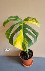 Monstera aurea, Ophalen