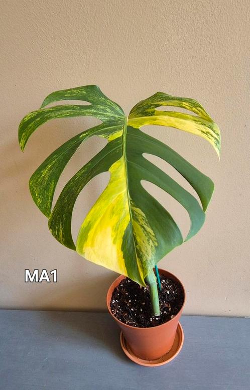 Monstera aurea, Huis en Inrichting, Kamerplanten, Ophalen