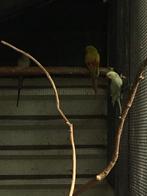 Halsband parkiet, Vrouwelijk, Parkiet, Geringd