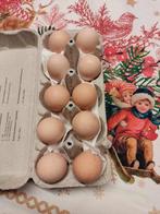 pluimvee, Dieren en Toebehoren, Geslacht onbekend, Kip