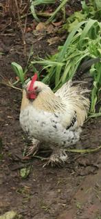 Handtam Haantje est  de nouveau à la recherche d'un emploi., Animaux & Accessoires