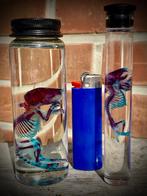 Diaphonization (rat/souris)Cabinet de curiosirés, Enlèvement ou Envoi, Autres types