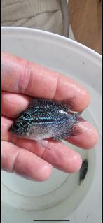Gezocht flowerhorn fry, Dieren en Toebehoren, Vissen | Aquariumvissen