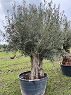Oude Robuste olijfboom / olea europaea NR. BA-23, Tuin en Terras, 100 tot 250 cm, Olijfboom, Zomer, Ophalen