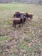 Mini schaapjes quesant ooitjes en rammen, Dieren en Toebehoren, Meerdere dieren, Schaap, 0 tot 2 jaar