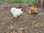 Cochin kriel haan en hen 2025 - GRATIS, Meerdere dieren, Kip