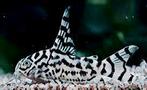 Corydoras CW 111 Zebra highfin Vulcan, Vis, Zoetwatervis, Schoolvis