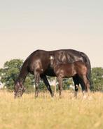 Chique Merrieveulen (Pegase X Nixon), Dieren en Toebehoren, Paarden, Merrie, Springpaard, Niet van toepassing, 0 tot 2 jaar