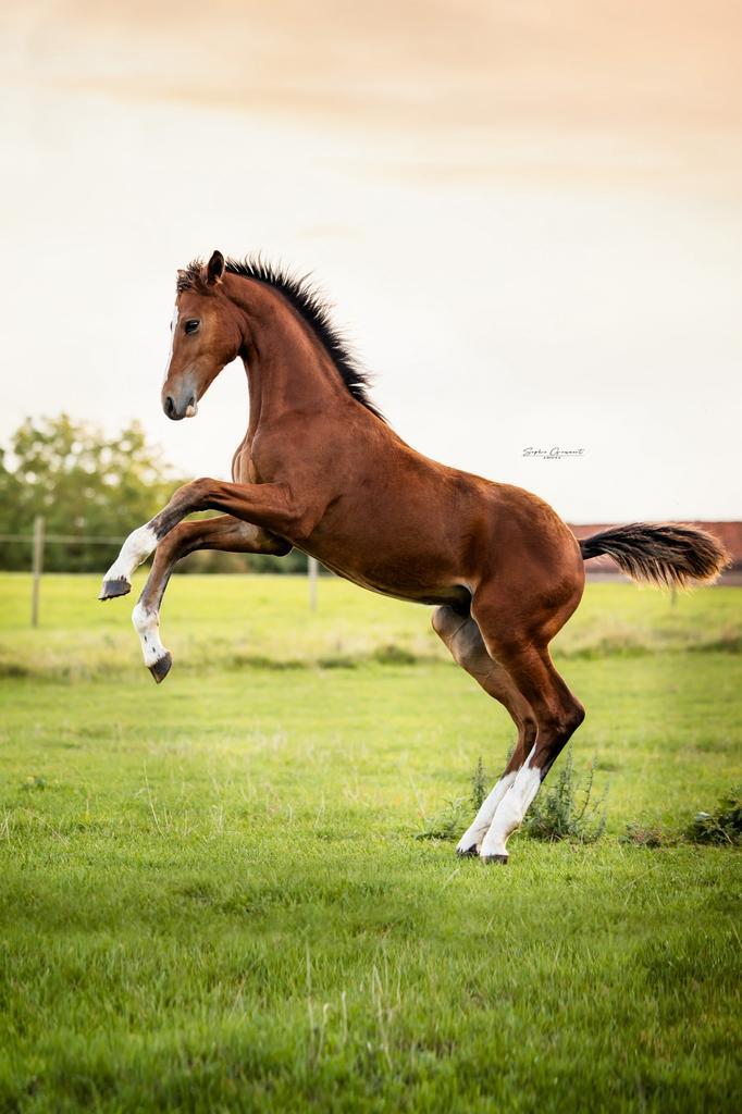 Balou du rouet X Chacoon Blue hengstenveulen, Dieren en Toebehoren, Paarden, Hengst, Onbeleerd, 0 tot 2 jaar, Springpaard, Met stamboom