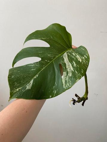 Monstera variegata (stek 3), Huis en Inrichting, Ophalen