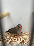 3 grijze zebravink poppen, Dieren en Toebehoren, Geringd