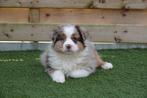 Prachtige Australische herder pups (aussie pups), Dieren en Toebehoren, Honden | Herdershonden en Veedrijvers, België, CDV (hondenziekte)