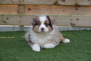 Prachtige Australische herder pups (aussie pups) beschikbaar voor biedingen