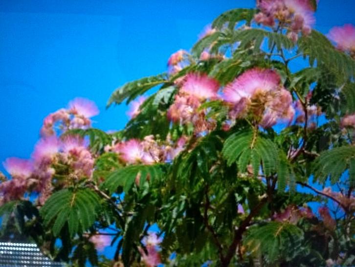 perzische slaapboom, Tuin en Terras, Planten | Bomen, Minder dan 100 cm, Volle zon, Zomer, In pot, Ophalen