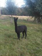 Drachtige alpaca merries, Dieren en Toebehoren, Overige Dieren, Juli, Vrouwelijk