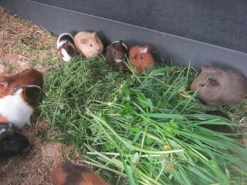 Jonge cavia beertjes, Dieren en Toebehoren, Knaagdieren, Mannelijk, Cavia, Tam
