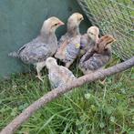Cream legbar (02/08), Dieren en Toebehoren, Pluimvee